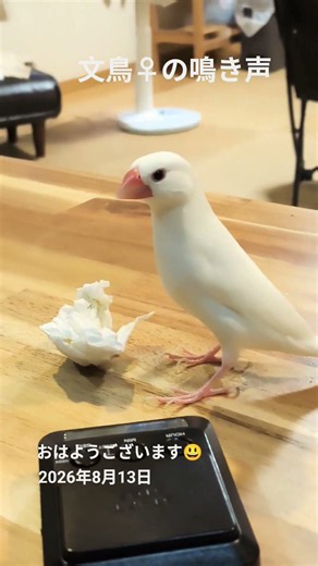 【文鳥♀の鳴き声】 #文鳥 #白文鳥 #癒し #鳴き声
