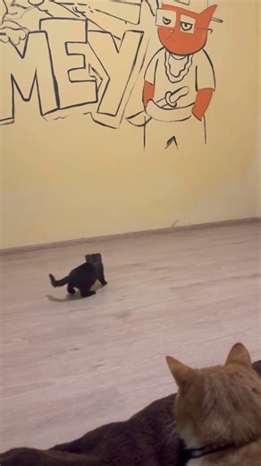 May is getting used to the new room 🐈🐈‍⬛#cats #funnycats #cute