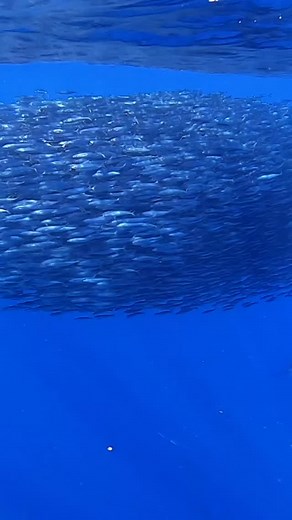 @vandershred from @loslocosfishing gives us a quick breakdown of the fly fishing rod and reel set ups they recommend for chasing their Bluewater species. If you’re prepping for an upcoming Bluewater fly fishing trip, you’ll want to check out George’s full Bluewater masterclass over at Fish Camp (https://fishcamp.life/programs/blue-water-fly-fishing). Amazing Stock 🎥: @kgb_productions | Fish Camp