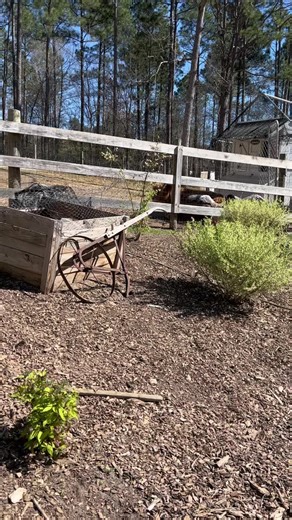 George vs. Hilly Round 1