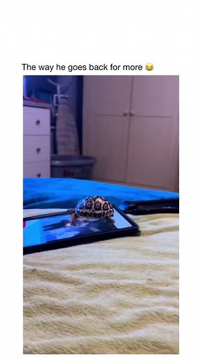 Turtle Meme Slideshow