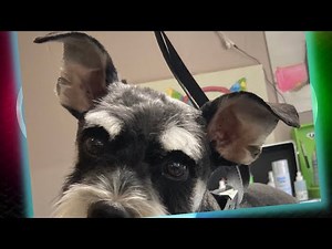 Shaving Schnauzer Ears - Tutorial