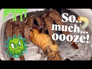 My GORGEOUS TARANTULAS get SPECIAL JUICY TREATS!!! (Part 2)