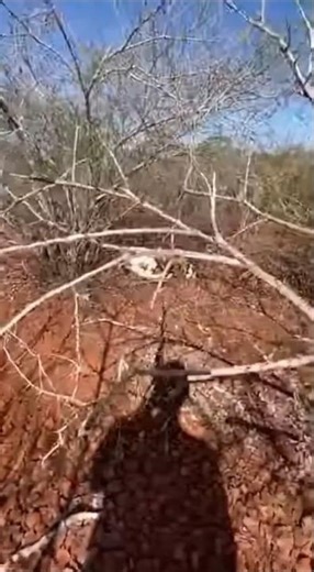 Albino Ocelot Nursing Her Cubs in Caatinga