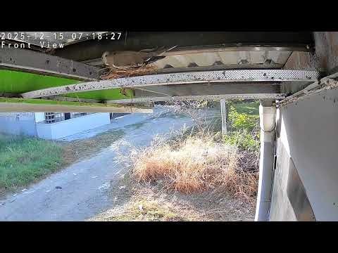 Doves Mating And Retouching The Nest