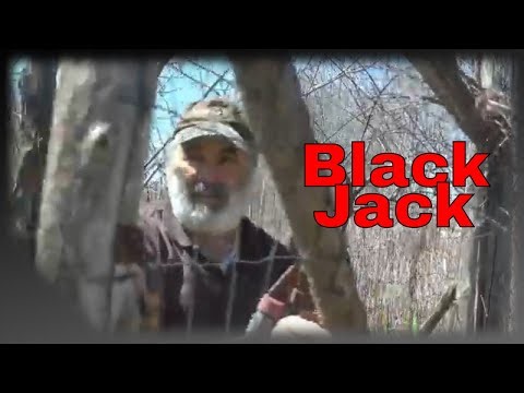 How to Prune & Trellis Black Raspberries ( black raspberries are immune to black walnuts)