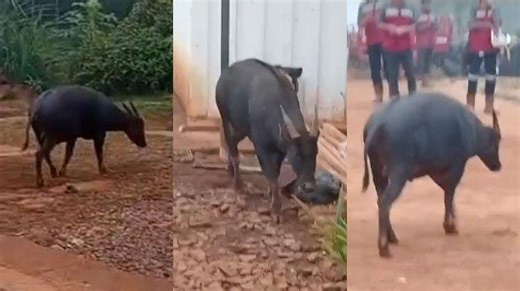 Viral Kemunculan Hewan Anoa di Kawasan Tambang Konawe Sultra, Diduga Habitat Terganggu - Tribunnews.com