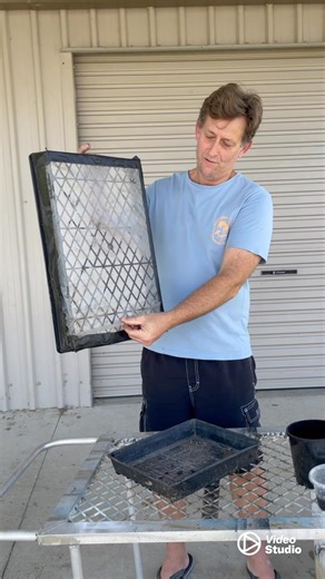 How to grow and germinate adenium desert rose seeds #adenium #desertrose#adenium #adeniumgermination #buyadeniumseed | Leo Bma Adenium Seed Distributor Australia