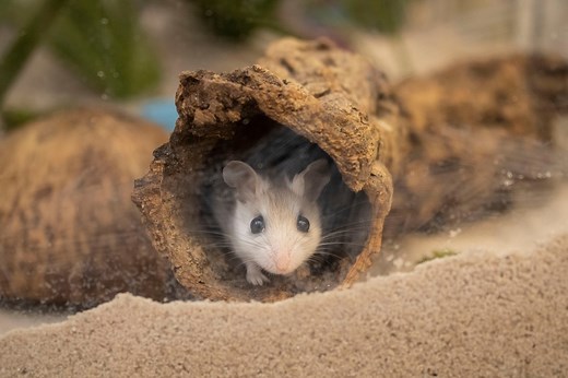 15K views · 592 reactions | Brevard Zoo is one of three Florida zoos carefully breeding the Perdido Key Beach Mouse, an endangered species that plays a big part in coastal dune ecosystems in Florida and Alabama. Watch as we take the first steps in breeding our latest batch of wild mice! Visit https://bit.ly/30Fu7G0 to read more about this process. Keep an eye out for updates! | Brevard Zoo | Facebook