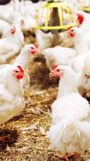 Can AI detect barn issues before humans do? Discover how advanced pattern recognition improves management and animal health in modern poultry operations. Listen now on all major platforms to the episode "Nathan Hoel: Smarter Poultry Operations" on The Poultry Podcast Show! #wisenetix | The Poultry Podcast Show