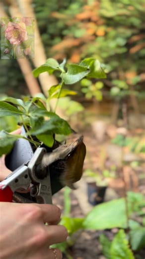 We have a lovely range of hellebores🌸 Plus, you’ll save 15% on your order when you enter code AUTUMN at checkout! Although it’s not their most beautiful time of year right now and sometimes they need a little trim, it’s the perfect time to plant them. They’ll settle in over autumn and start flowering in late winter/spring. These long-term perennials are an investment for your winter garden, you could try combining them with crocuses like we did! . . . #hellebore #hellebores #helleborus #winterg