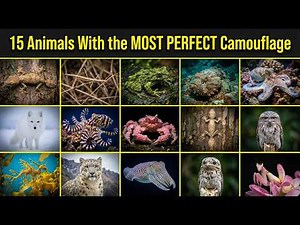 15 Animals With The Most Perfect Camouflage
