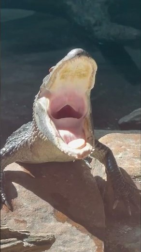 Big baby alligator yawn