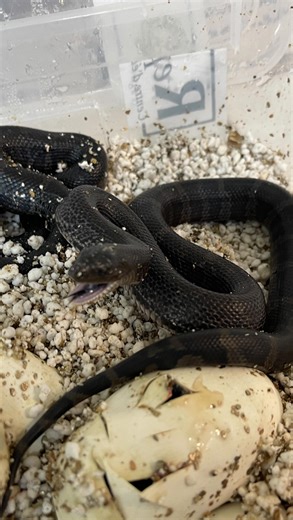 72 reactions · 4 comments | Notre portée tant attendue de Pituophis m.lodingi vient d’éclore ! Les bébés sont très très grand et déjà extrêmement noir … Ils seront très prochainement disponibles. #reptilis_breeding_center #reptilisshop #pituophis #pituophismelanoleucuslodingi #serpentnoir #serpentnoirdespins #blackpinesnake #snakebreeders #serpenti #serpent #reptilelover | Reptilis | Facebook