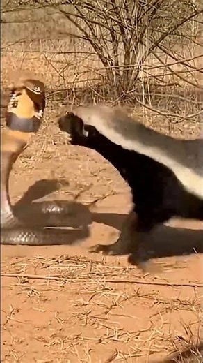 Mongoose vs Cobra Fight – Nature’s Deadly Battle #animals #shortvideo #lion