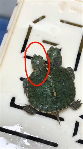 Two Headed Turtle Is Born
