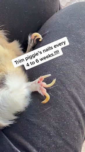 How to Cut Guinea Pig Nails