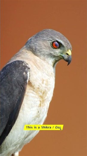 The Intense Eyes of a Shikra (ಬಿಜ್ಜು) | India's Silent Hunter 🦅