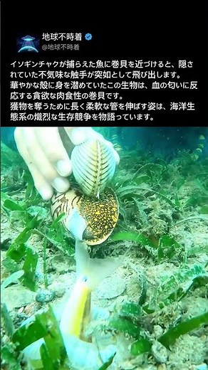 海底の砂地から飛び出したエイリアンのような生物の正体