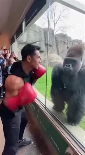 #Orangutan #zoo #boxing #boxer #fyp