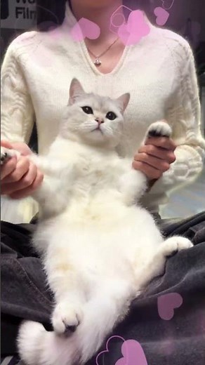 Color Mixing Trend 🎨 Filmora Version (Try This with Your Pet!)