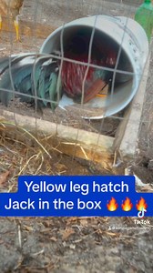 Pure Stuart Yellow leg hatch aka Jack in the Box 💨 😤😤😤 #fyp #gamefowlbreeder #fypシ #gallos #chickens #rooster #gamefowl #gamefarm | Kenzie Gamefowl Farm