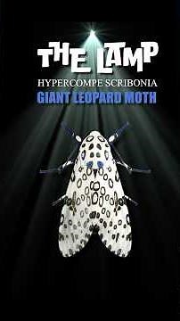 The Lamp E5 — The Giant Leopard Moth