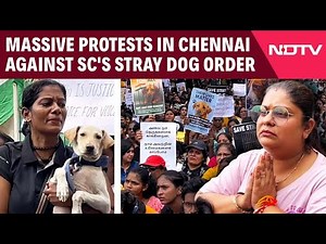 Delhi NCR Stray Dogs | 1000+ Animal Lovers Protest SC Order On Street Dogs, Demand Justice
