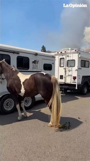 Salvan a decenas de caballos atrapados por el feroz incendio de Bain / La Opinión
