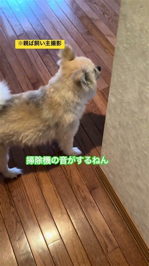 ちくわぶと親ば飼い主1058