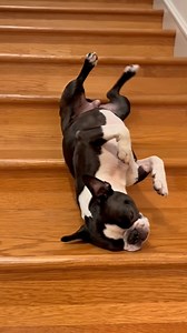 is that sleep walking Boston Terrier? | Boston Terrier lovers