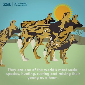 5.6K views · 121 reactions | Discover 5 fascinating facts about the African hunting dog ahead of our brand new exhibit opening at the Zoo this Saturday! | Whipsnade Zoo | Facebook
