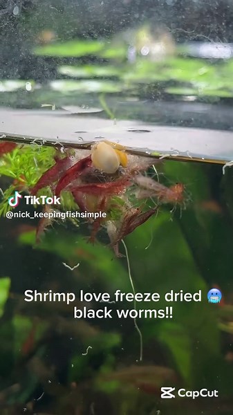 Delicious Freeze-Dried Black Worms for Shrimp