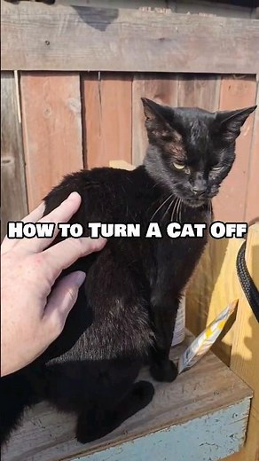 Sometimes they're being too loud and need to calm down. Master the cat scruff!