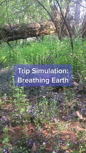 Mushroom Simulation: Experience Nature's Illusion