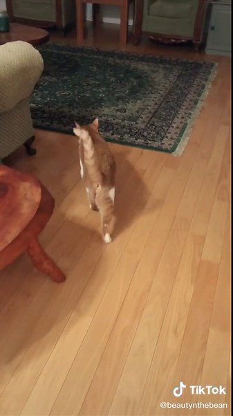 someone tell me why my cat sounds like donald duck @donaldducc #donaldduck