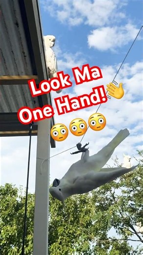 Imagine this level of BALANCE! 🤚 #cockatoo #shorts #skills