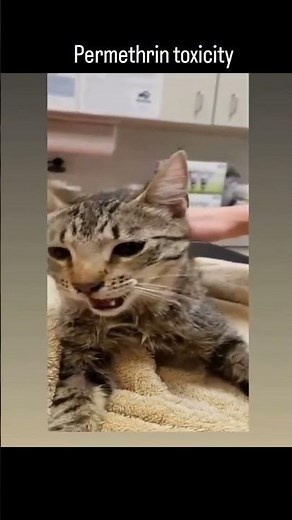 Permethrin Toxicity in Cats – A Deadly Mistake.