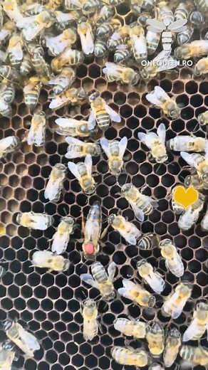 Queen rearing is not an easy procedure but once you master it, it allows you to manually select all the traits you are aiming for with your apiary For full videos, check these channels: @apiculturaespecializada - YouTube @moisespino6412 - YouTube @DaisyBeekeeping - YouTube @NaturesImageFarmGregBurns - YouTube | OneQueen.ro
