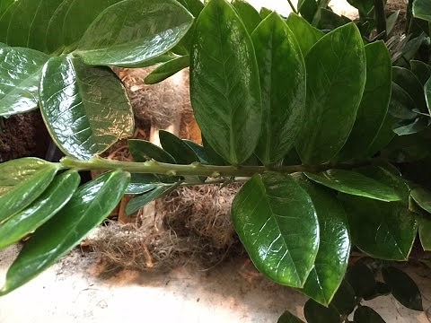 How To Propagate ZZ Plant (Zamioculcas Zamiifolia) From Cutting