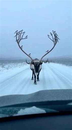 Promptopia AI on Instagram: "A massive reindeer with impossibly tall antlers walks straight toward a dashcam in the Arctic snow. Tiny birds are perched all along the tips of its crown like living ornaments, hopping and resettling as the reindeer angles past with a line of others trailing behind."