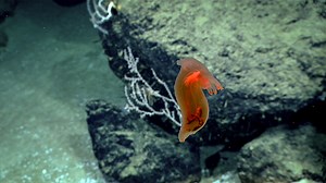 The Coolest Place You've Never Heard Of