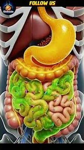 Inside the Body: What Happens When You Eat a Chocolate Bar – Cinematic Anatomy