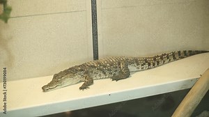 Crocodile sitting in a cage. Alligator in the zoo