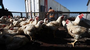 Local farm plans full-service USDA facility