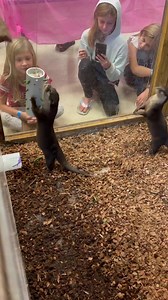 19K views · 46 reactions | Interact with Asian Otters, have a mermaid at your child's birthday party and meet Flash the sloth! Plan your next trip to SeaQuest and SEA what we have to offer! | SeaQuest Fort Worth | Facebook