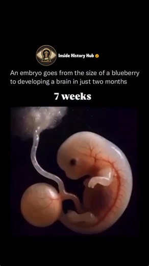 Inside History Hub on Instagram: "The first eight weeks of human life are a period of biological "hyper-speed." In just 60 days, a single fertilized egg transforms into a complex embryo with all its major organ systems in place. During this time, the brain grows so rapidly that it actually accounts for nearly half of the embryo's total weight, driving a structural transformation that is as beautiful as it is complex. Follow @insidehistoryHub for more The journey begins around Week 3 with the for