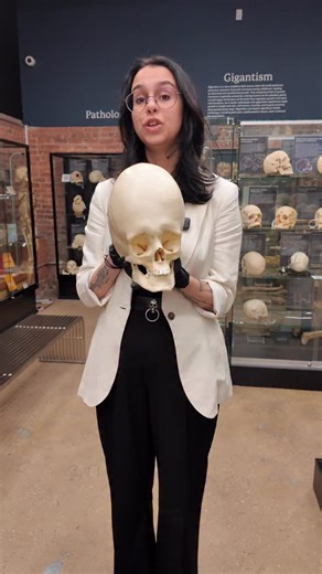 The Bone Museum is excited to announce that several of our specimens have been cast by Bone Clones. These casts allow more students and researchers to access pieces from the museum without visiting our Brooklyn, New York, location, and give guests a hands-on opportunity to examine specimens without risking damage to the original, often fragile skulls. | The Bone Museum