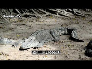 The Nile Crocodile: Africa’s Silent River Killer! | Deadliest Ambush Predator Documentary