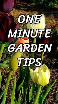 What's The BEST Way To Store Tulip Bulbs For Next Year?